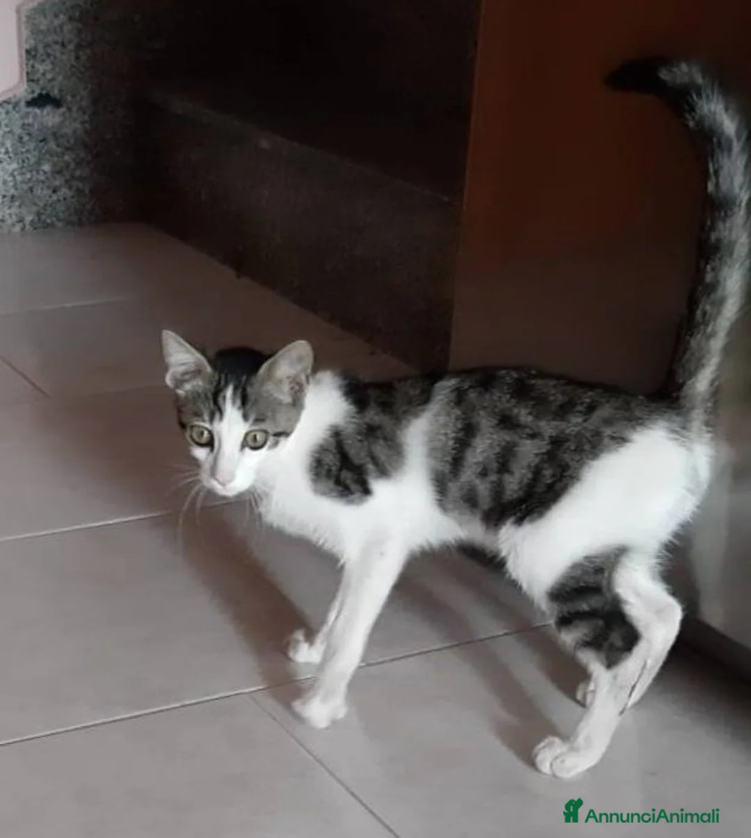 Europeo gatti in regalo: PACO, dolce micino in adozione! - Annuncio 2