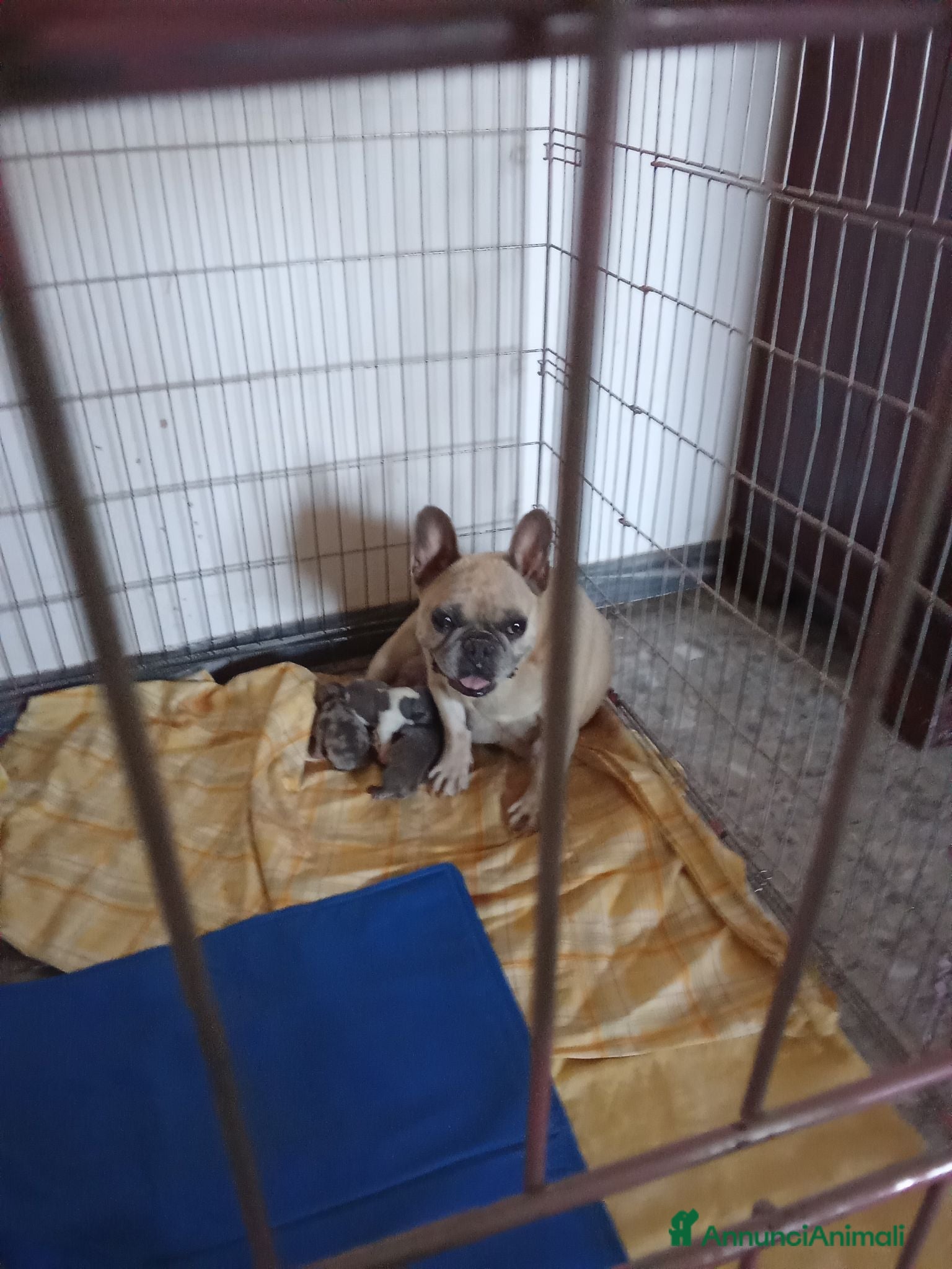 Bulldog Francese cani Bulldog francese - Annuncio 18
