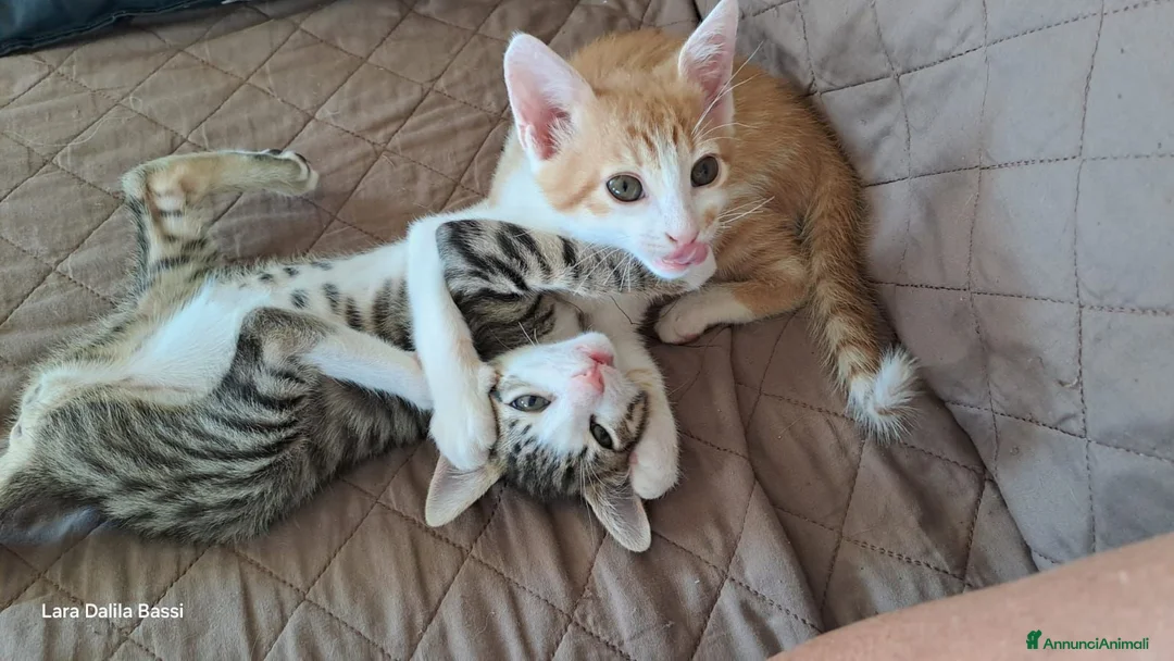 Meticcio gatti in regalo: Due fratellini cercano casa - Annuncio 2