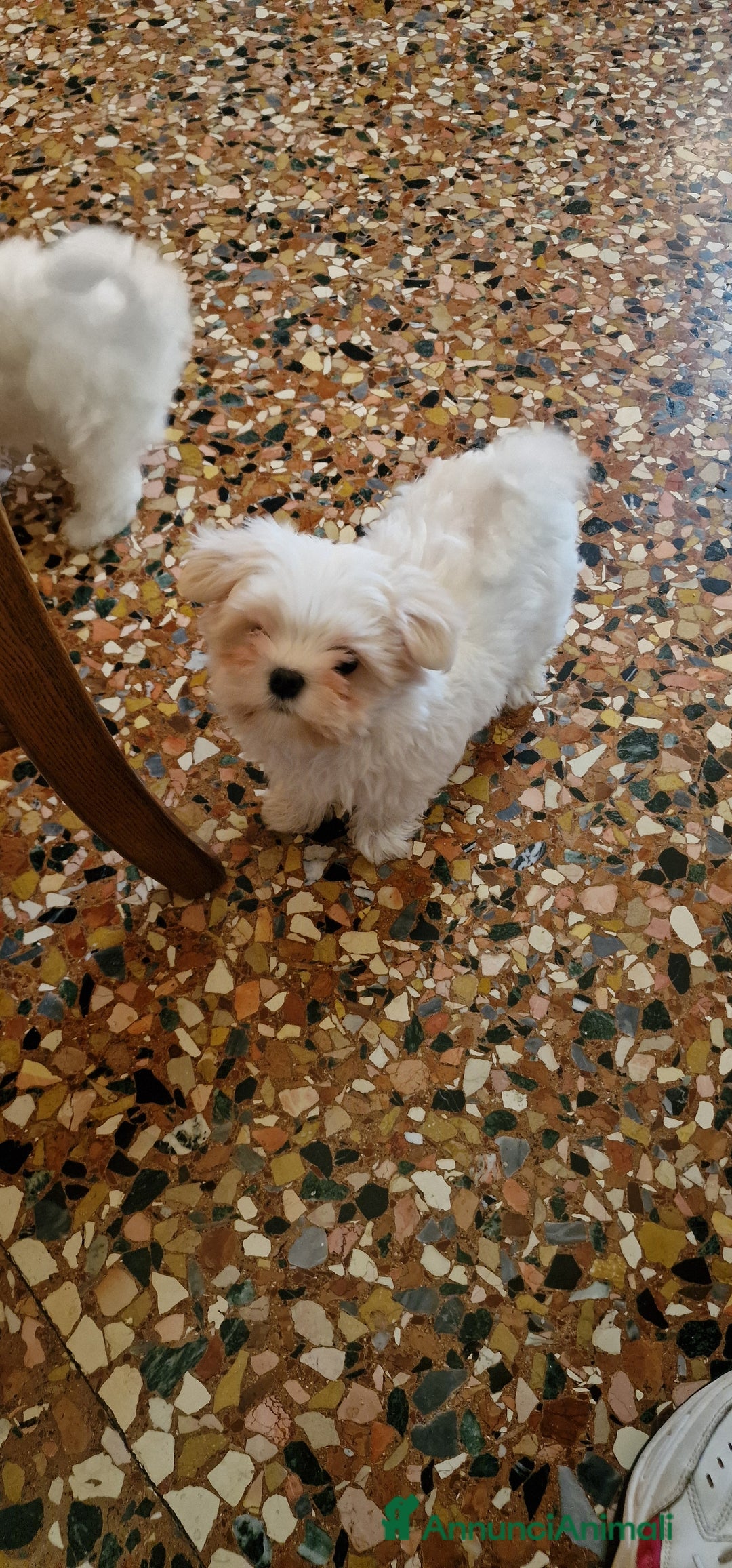 Maltese cani in vendita: Maltesi cucciole femmine - Annuncio 4