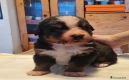 Bovaro del Bernese cani in vendita: BOVARO DEL BERNESE  a Provincia autonoma di Trento - Immagine 4