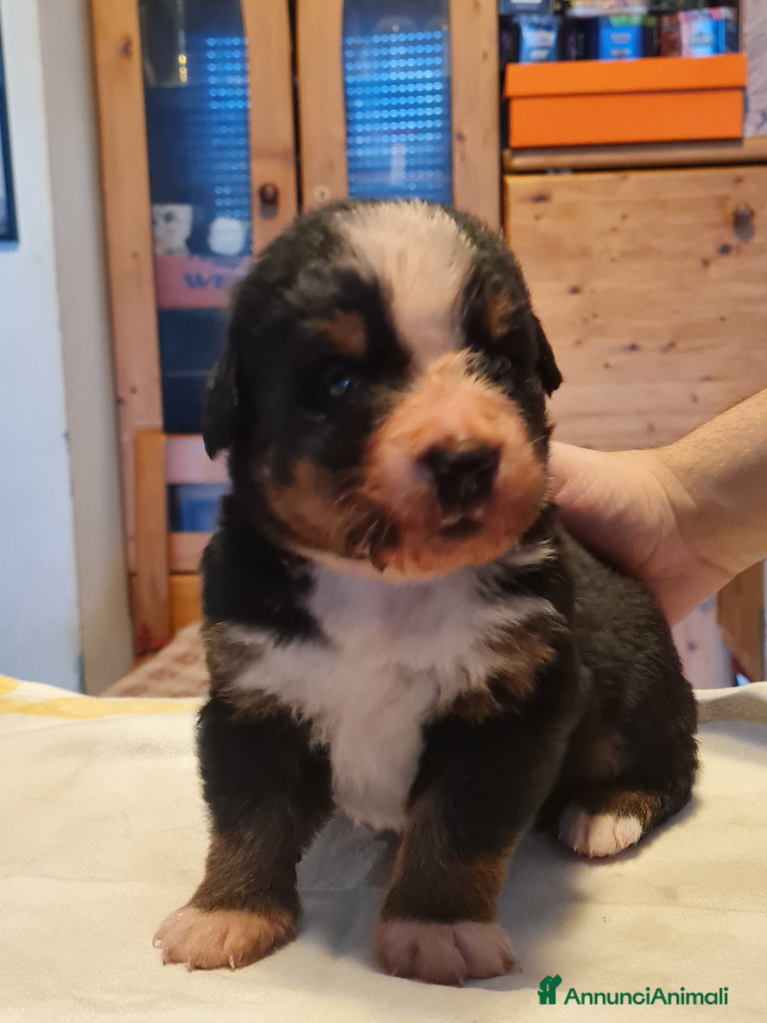 Bovaro del Bernese cani in vendita: BOVARO DEL BERNESE  a Provincia autonoma di Trento - Immagine 4