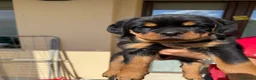 Rottweiler cani in vendita: Cucciolo rottweiler  con pedigree  - Annuncio 2