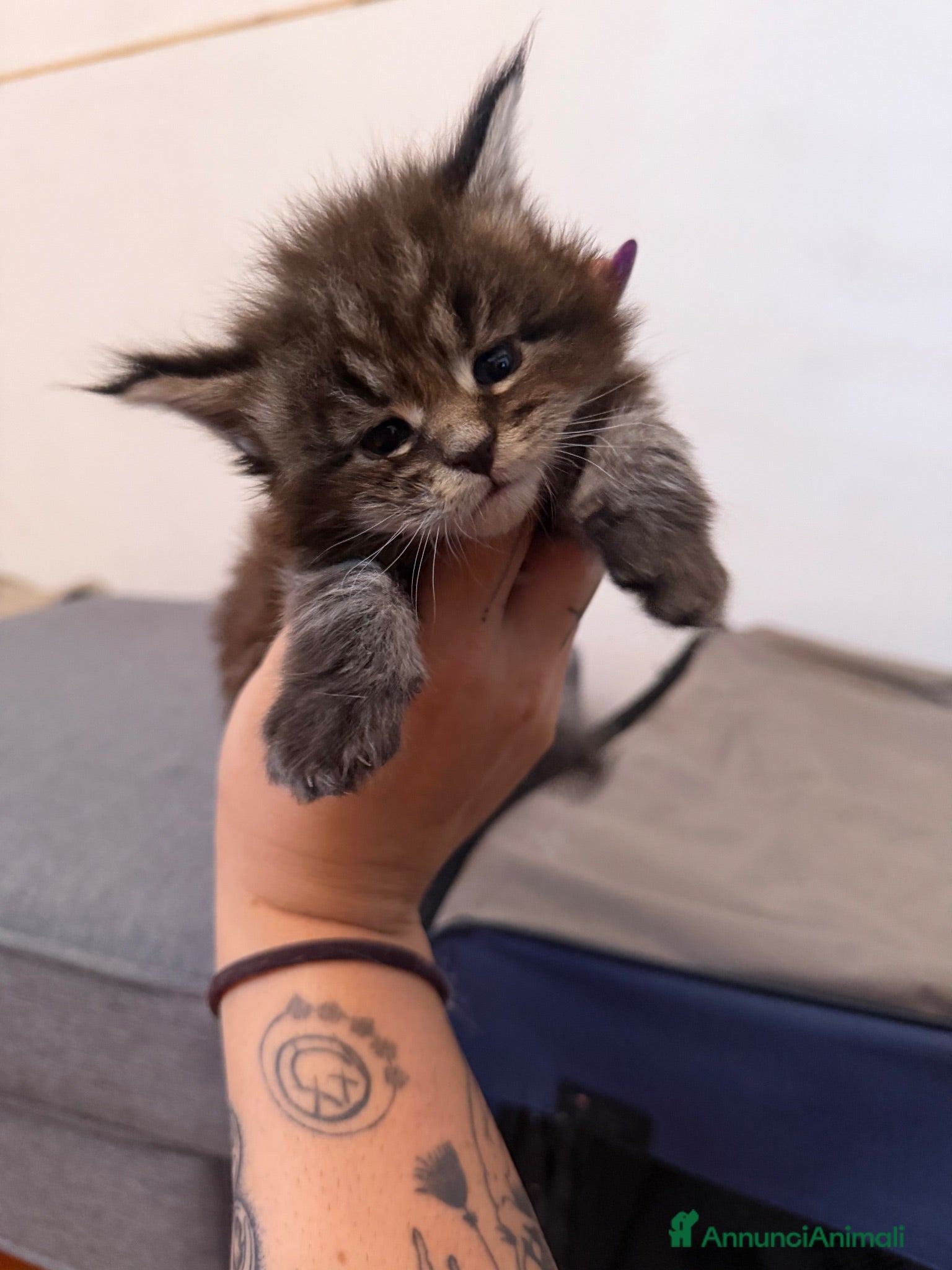 Maine Coon gatti Maine coon con pedigree - Annuncio 5