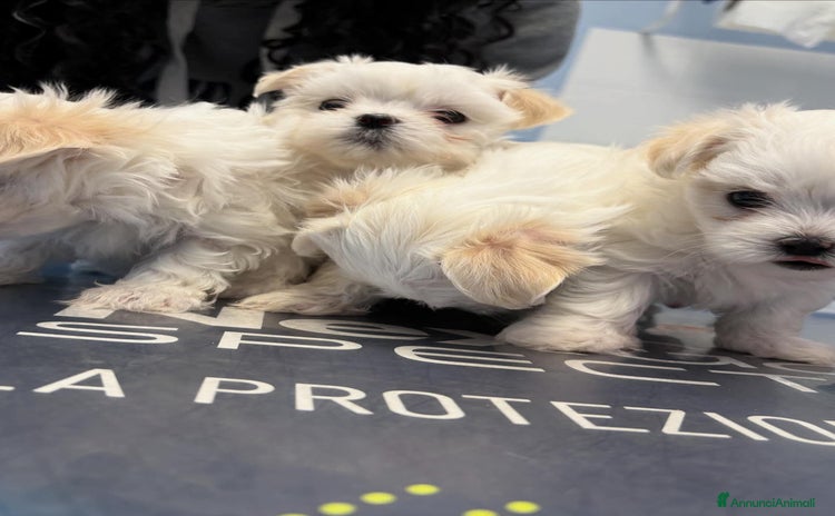 Maltese cani - Annuncio 7