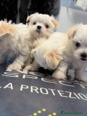 Maltese cani - Annuncio 15