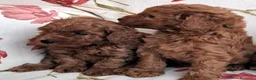 Barboncino Toy cani in vendita: Barboncino Toy Red - Annuncio 4