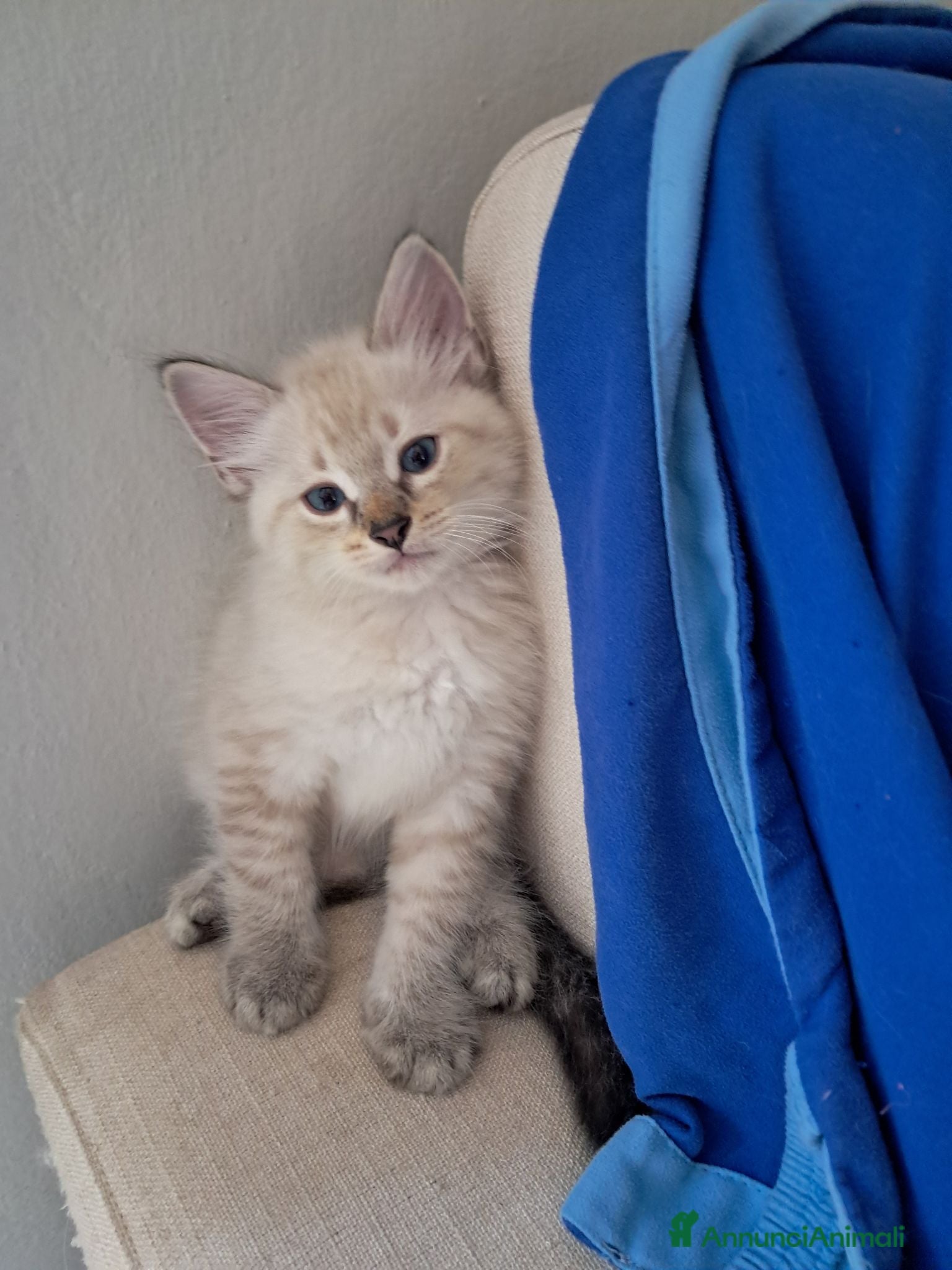Siberiano gatti in vendita: Cucciolo siberiano neva  - Annuncio 14