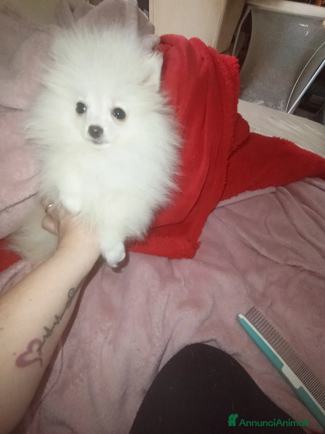 Spitz cani in vendita: Spitz tedesco di Pomerania bianco  - Annuncio 1