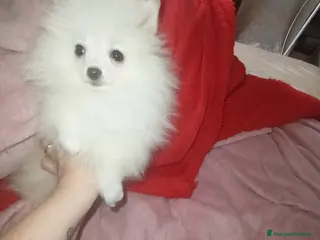 Spitz cani Spitz tedesco di Pomerania bianco - Annuncio 1