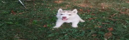 Husky cani in vendita: Siberian husky  - Annuncio 2
