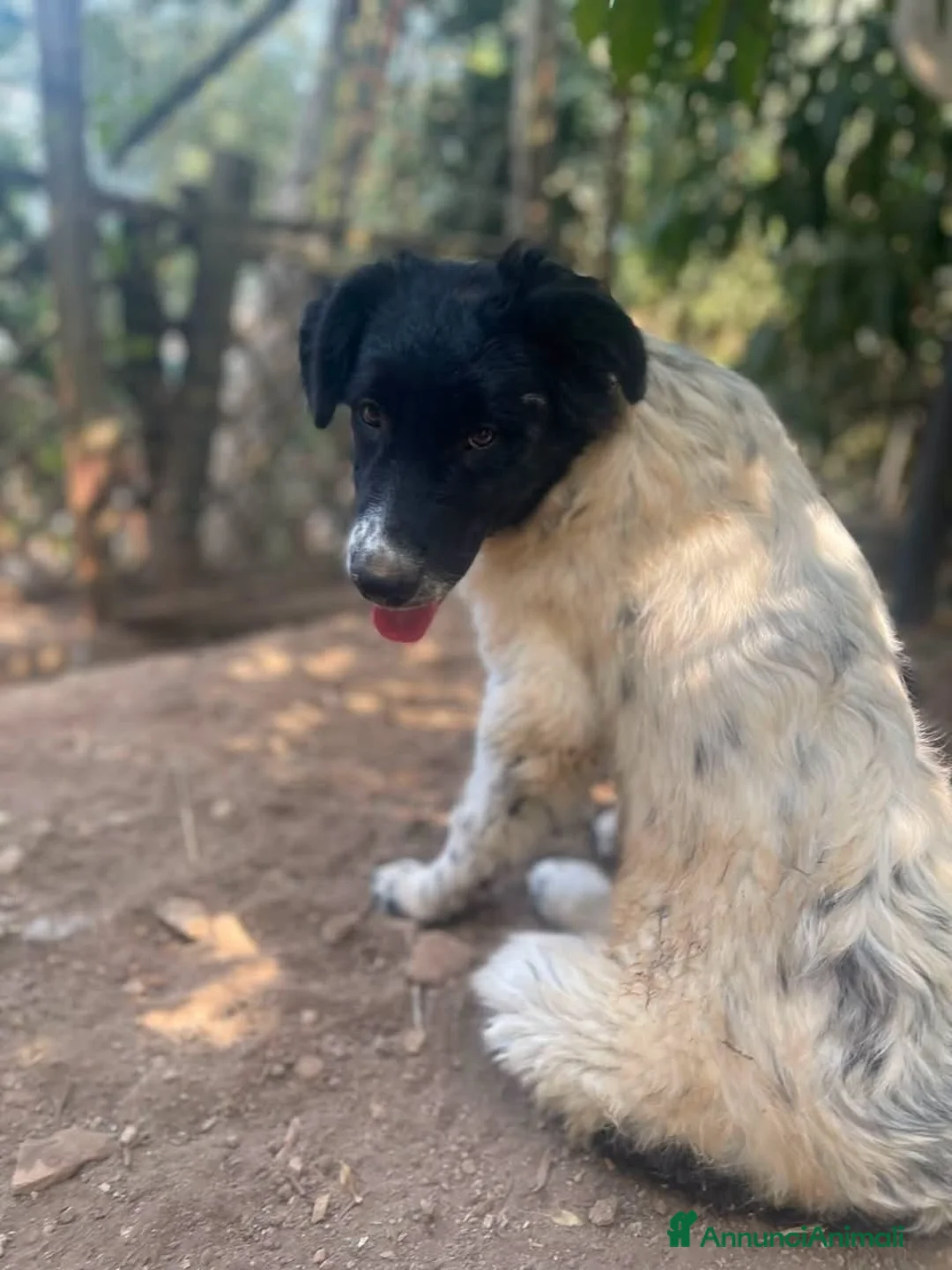 Meticcio cani in regalo: Mimì cucciola dagli occhi tristi a Provincia di Frosinone - Annuncio 4