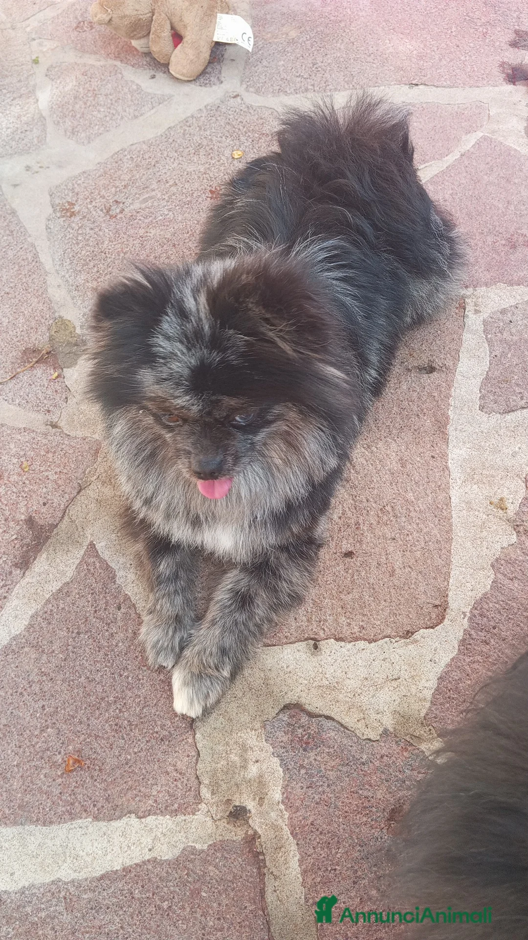 Spitz cani in vendita: Spitz tedesco di Pomerania  - Annuncio 2