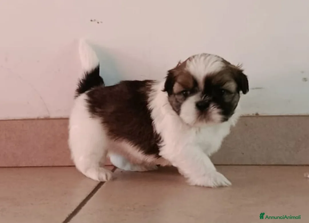 Shih Tzu cani in vendita: Cuccioli di Shitzu - Annuncio 4