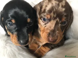 Bassotto cani nero focato e arlecchino cioccolato - Annuncio 1