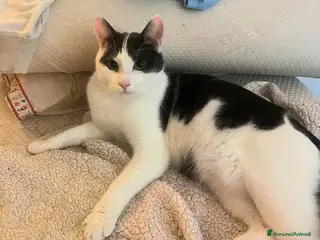 Europeo gatti ADOZIONE URGENTE PER PALLINO - Annuncio 10