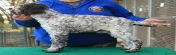 Lagotto cani in vendita: Lagotto romagnolo cucciolo - Annuncio 3