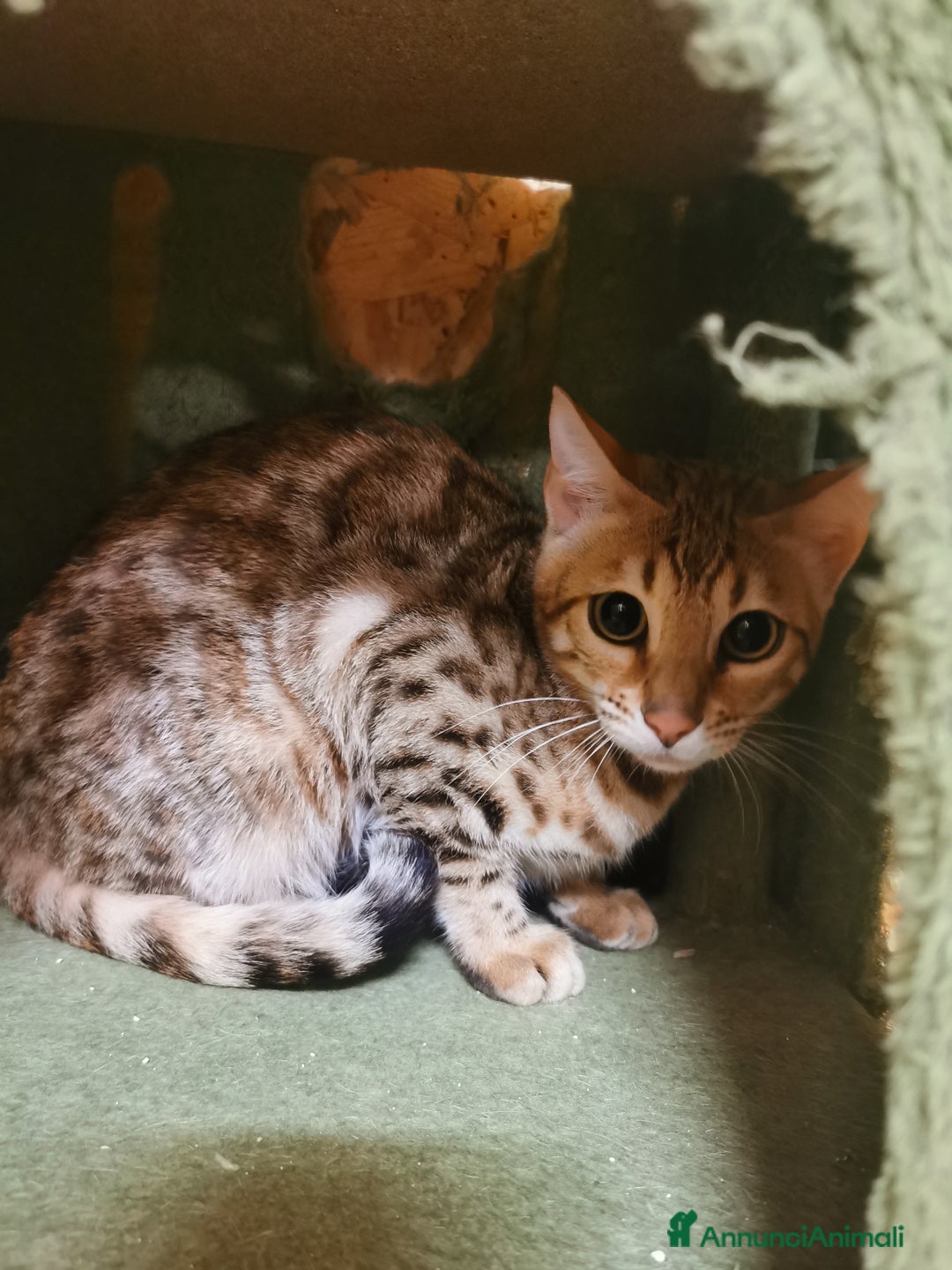 Bengala gatti in vendita: Gattini bengal wild - Annuncio 5