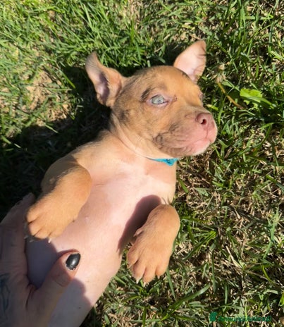 Pitbull cani - Annuncio 1