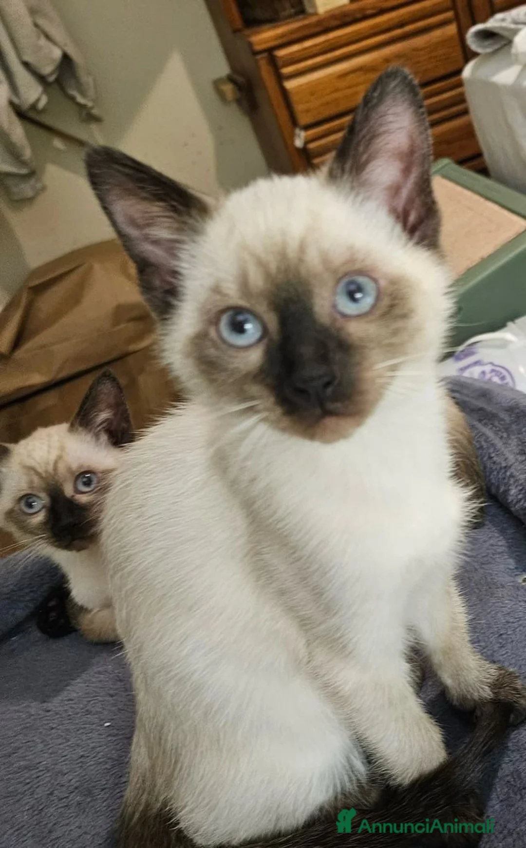 Siamese gatti in vendita: Gattini siamesi thay - Annuncio 2