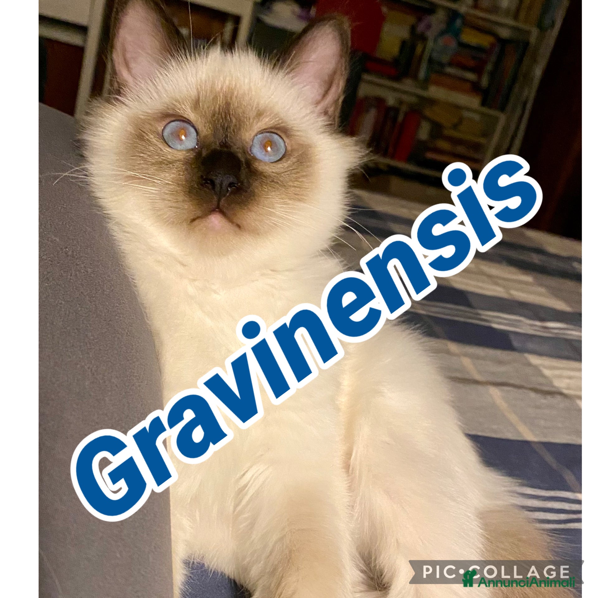 Sacro di Birmania gatti 🐾 Cucciolo di Sacro di Birmania disponibile - Annuncio 2