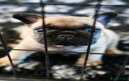 Bulldog Francese cani in vendita: Bulldog francese  a Provincia di Ascoli Piceno - Immagine 13