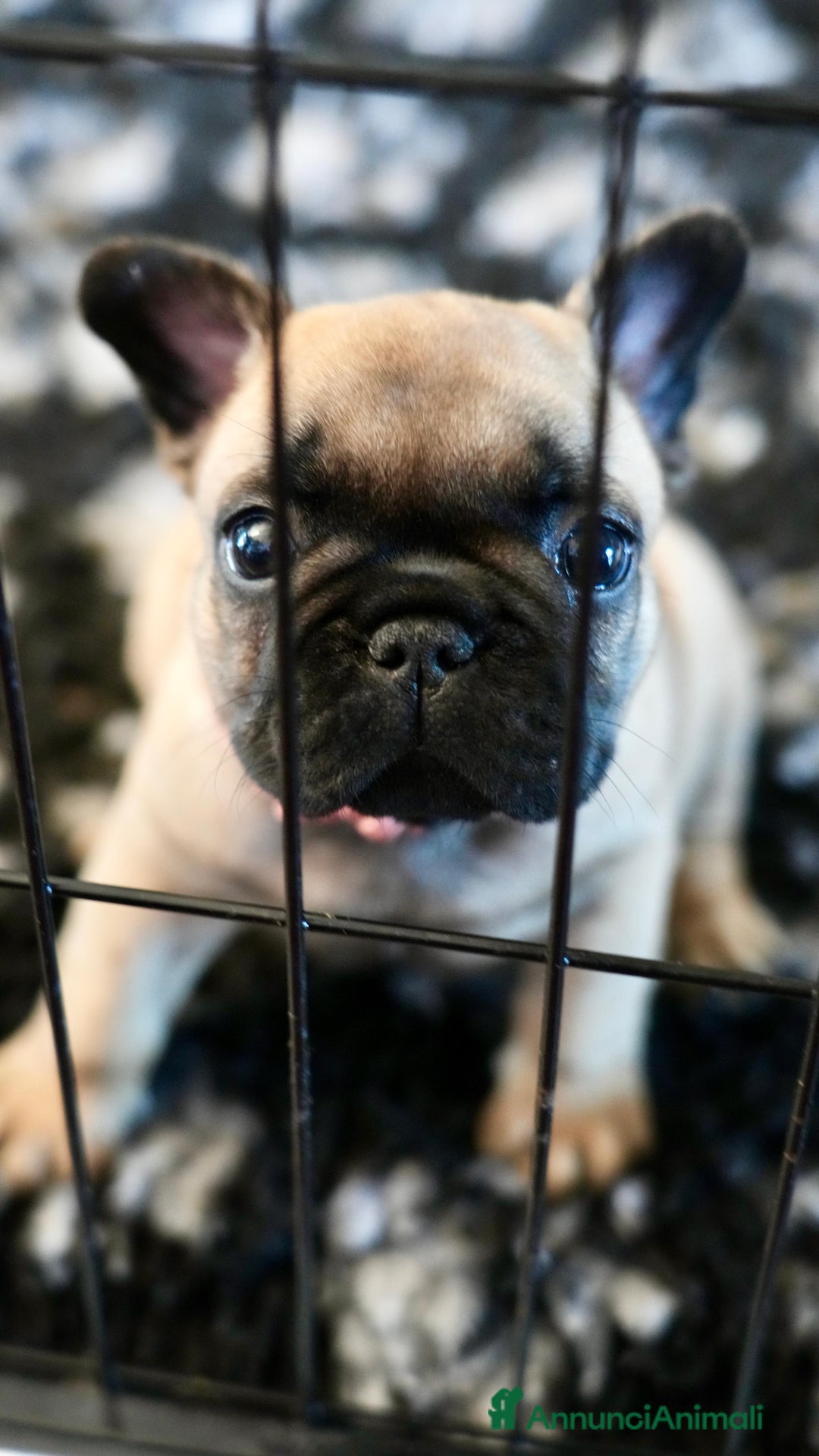 Bulldog Francese cani in vendita: Bulldog francese  a Provincia di Ascoli Piceno - Immagine 13