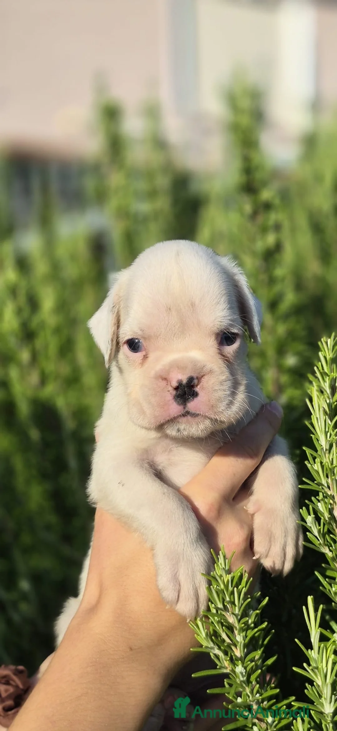 Boxer cani in vendita: Boxer  - Annuncio 3