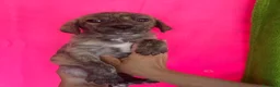 Meticcio cani in regalo: Cucciolo taglia medio piccola - Annuncio 8