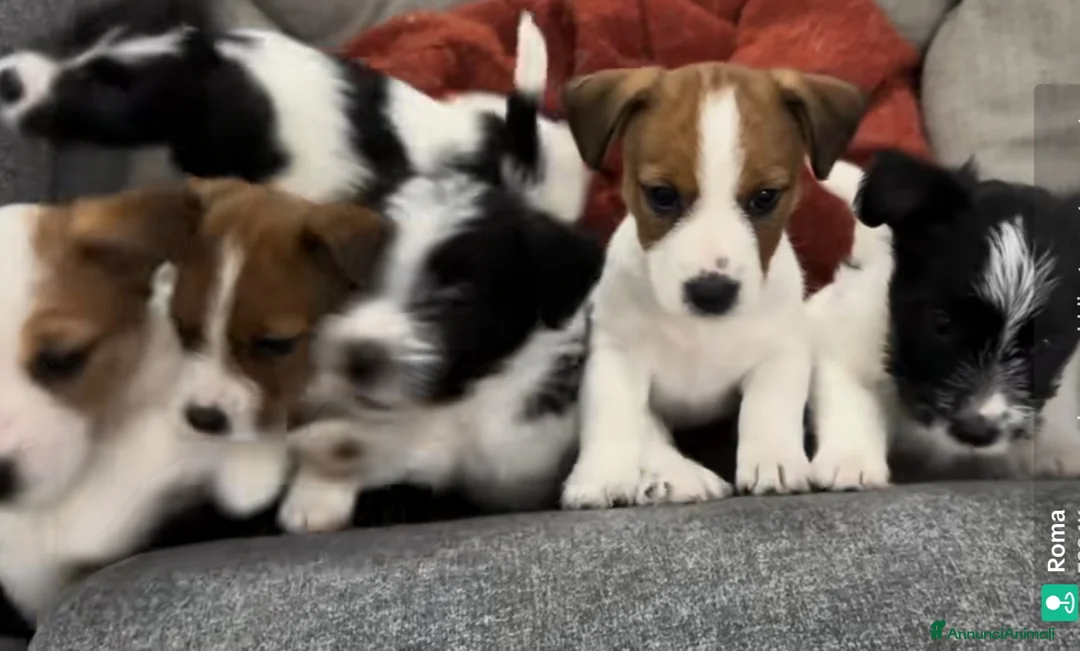 Jack Russell cani in vendita: GEK  Russel  toy  piccolissimi  - Annuncio 2