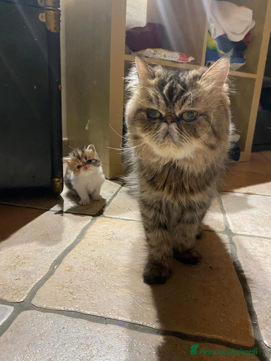 Persiano gatti in vendita: Cuccioli di Gatto Persiano–DisponibiliDa fineMarzo - Annuncio 4