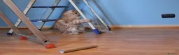 Maine Coon gatti in vendita: torna disponibile maine coon cucciolo  - Annuncio 7