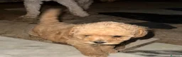 Barboncino cani in vendita: Barboncini maschietti a Provincia di Salerno - Annuncio 2