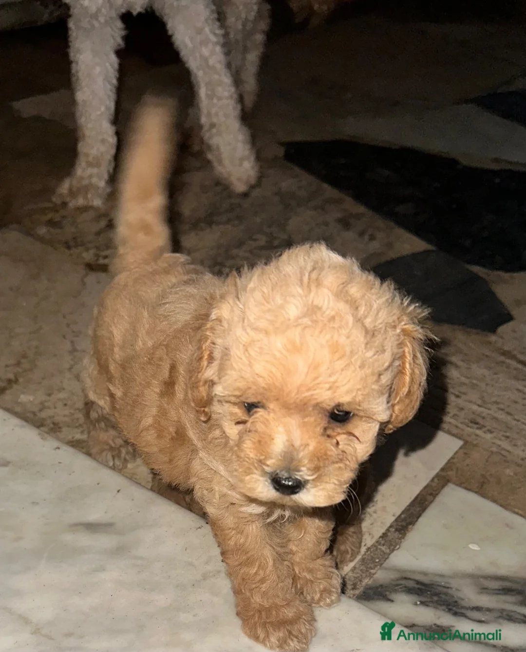 Barboncino cani in vendita: Barboncini maschietti a Provincia di Salerno - Annuncio 2