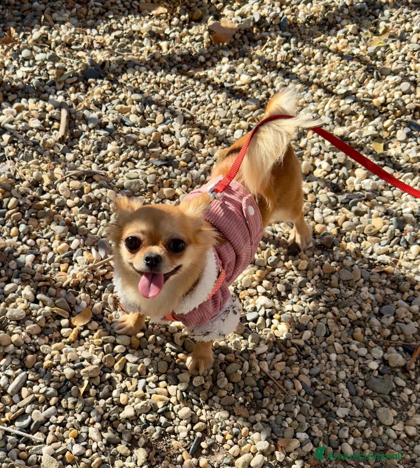 Chihuahua cani Cuccioli di chihuahua a pelo lungo Lilac e Blu  - Annuncio 3