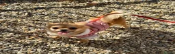 Chihuahua cani in vendita: Cuccioli di chihuahua a pelo lungo Lilac e Blu  - Annuncio 2