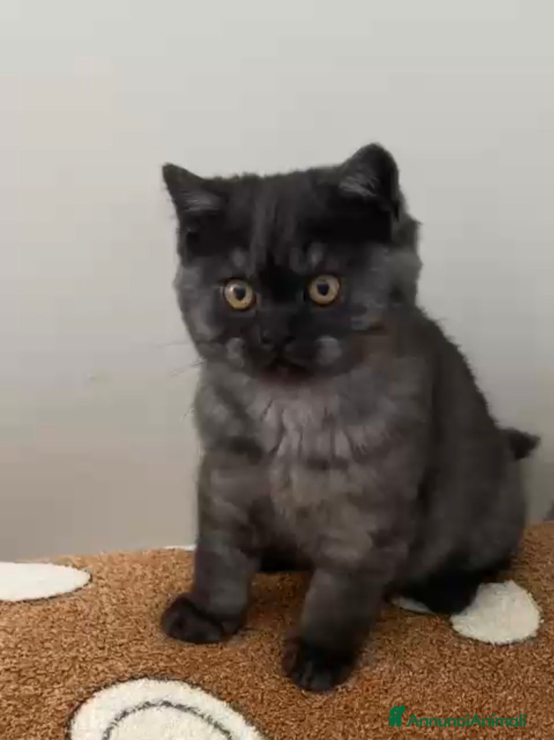 Scottish gatti Scottish straight 440 - Annuncio 9