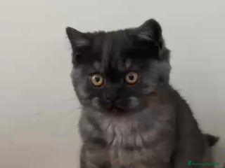 Scottish gatti Scottish straight 440 - Annuncio 9