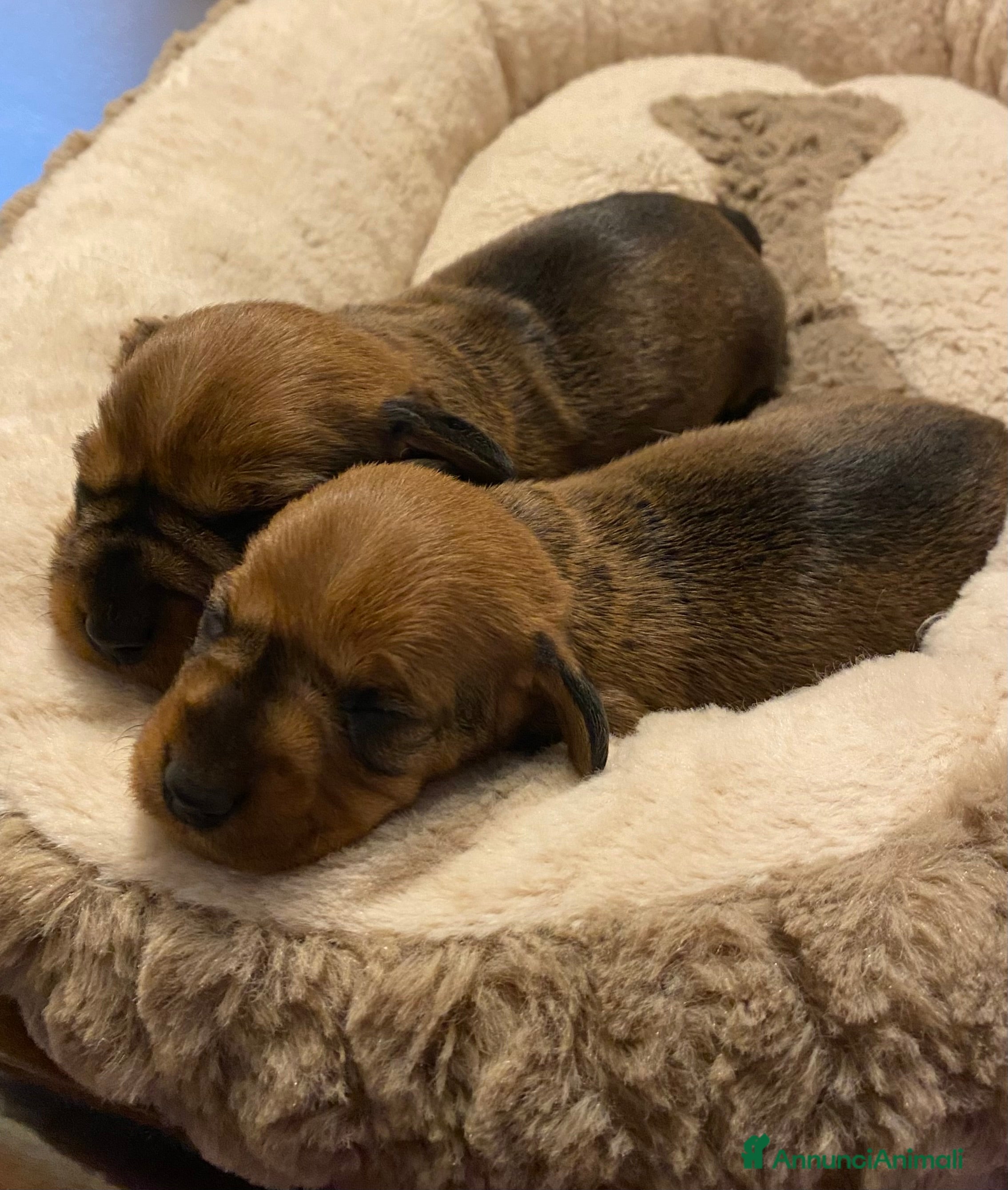 Bassotto cani Cuccioli di bassotto a pelo duro - Annuncio 7