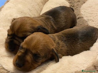 Bassotto cani Cuccioli di bassotto a pelo duro - Annuncio 27