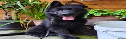 Pastore Tedesco cani in vendita: Pastore Tedesco Pelo Lungo  - Annuncio 2