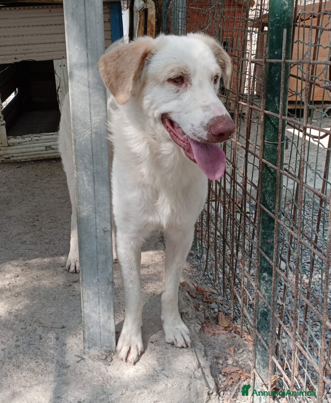 Meticcio cani in regalo: Cracco molto affettuoso - Annuncio 9