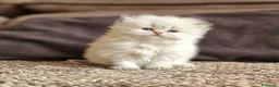 British gatti in vendita: PEDIGREE DA RIPRODUZIONE BRITISH LONGHAIR POINT  - Annuncio 12