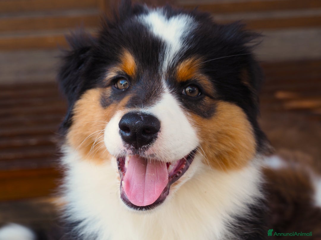 Australian Shepherd cani in vendita: Cuccioli di Pastore Australiano  - Immagine 2