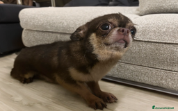 Chihuahua cani in vendita: Stalloncino di chihuahua pedigree enci - Immagine 2