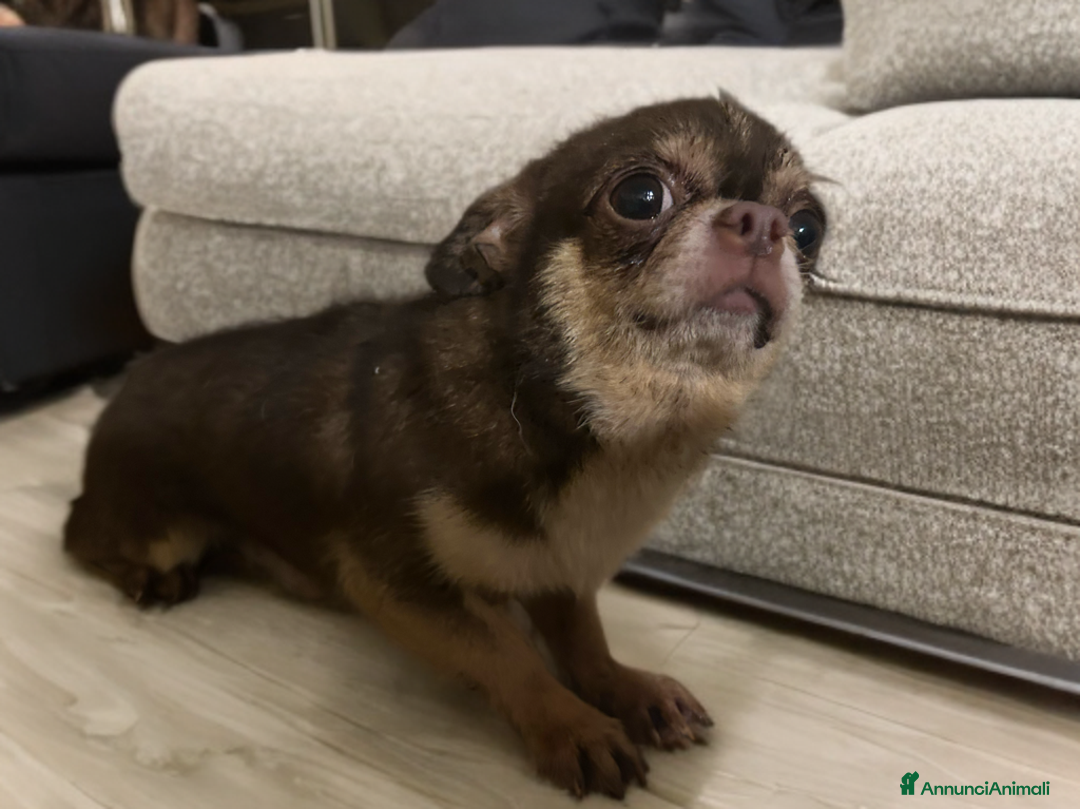 Chihuahua cani in vendita: Stalloncino di chihuahua pedigree enci - Immagine 2