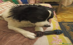 Meticcio cani per accoppiamento: Richiesta per Accoppiamento  a Città metropolitana di Roma Capitale - Immagine 2