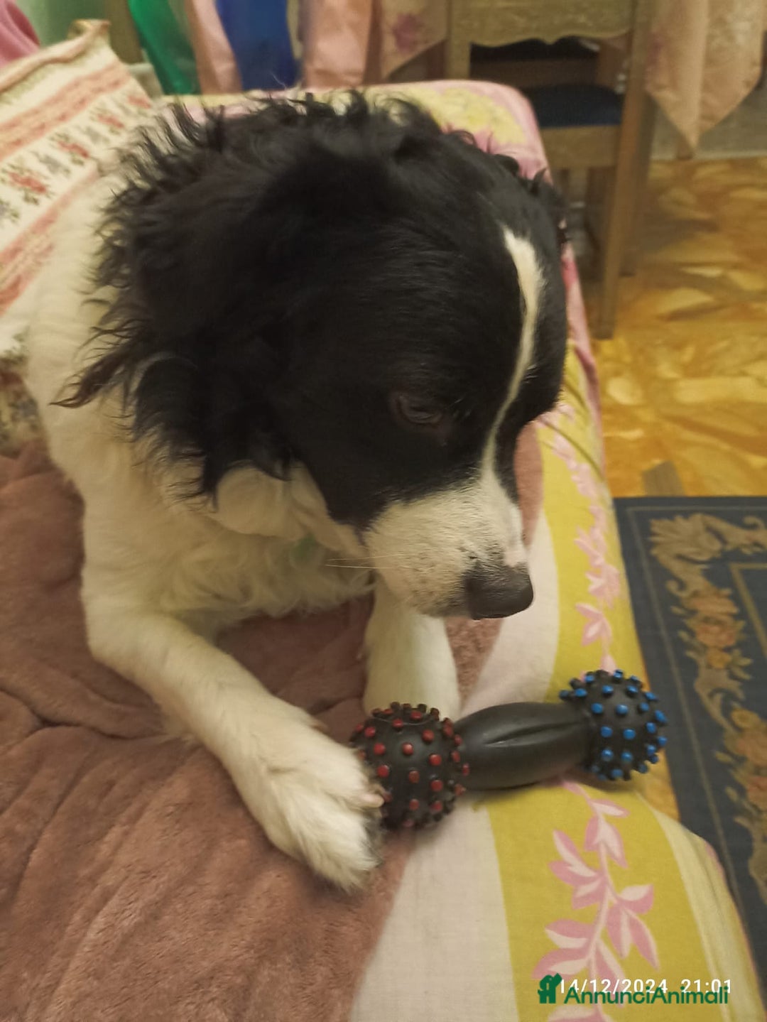 Meticcio cani per accoppiamento: Richiesta per Accoppiamento  a Città metropolitana di Roma Capitale - Immagine 2