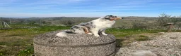 Australian Shepherd cani in vendita: Australian shepherd pastore australiano  - Annuncio 6