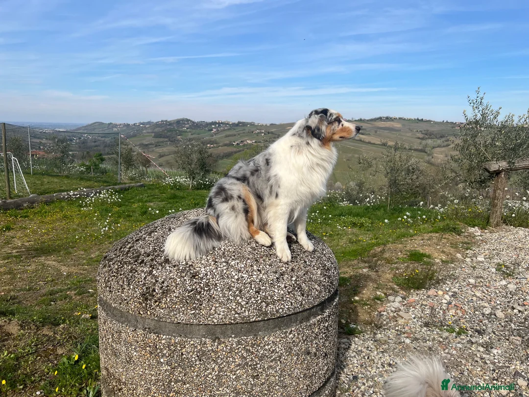 Australian Shepherd cani in vendita: Australian shepherd pastore australiano  - Annuncio 6